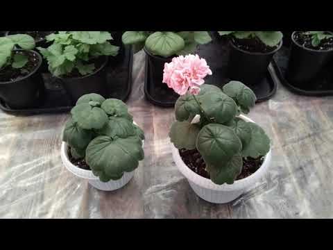 Видео: # 6.Влияние размера горшка на цветение пеларгонии, мой эксперимент.
