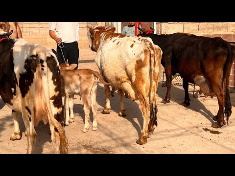 Видео: СЕ САР ГОВИ СЕРШИРИ ФУРУШИ ТЛ 970 20 46 46 НАВОРИ ТОЗА 31 октября 2025 г.