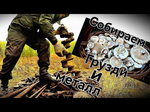 Видео: Собираем грузди и металл🤣👍