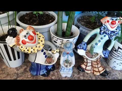 Видео: Обзор цветов. 1 июля 2022 г.