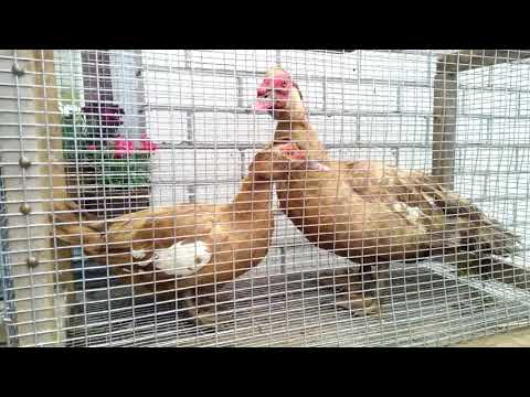 Видео: ВИРОЩУВАННЯ КАЧОК. КАЧКИ - ШИПУНИ, каченята, молодняк.