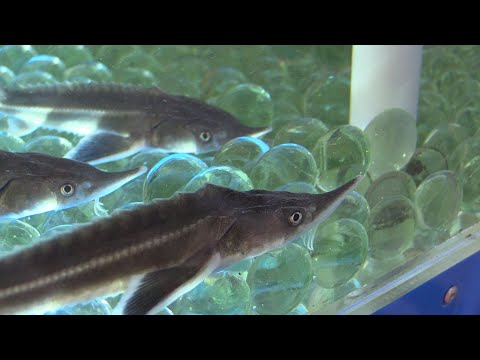 Видео: Как вырастить осетра. Просто агроблог