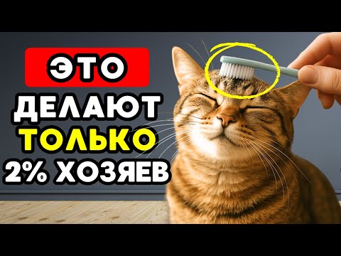 Видео: 7 вещей, которых тайно хотят кошки, но почти никто не делает!