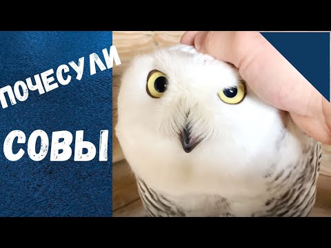 Видео: СОВА - наше всё!  Хищные птицы. Коломенское.