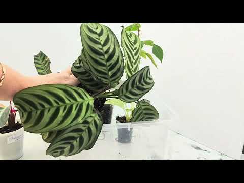 Видео: Осенняя акция💥продолжается.Излишки растений и наборы🌸☘️на04.11.25 #комнатныерастения #цветы #garden