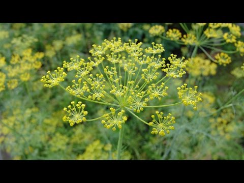 Видео: Как и когда сеять укроп