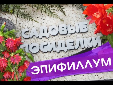 Видео: Эпифиллум - секреты ухода и выращивания в домашних условиях. Почему не цветет и желтеют листья.