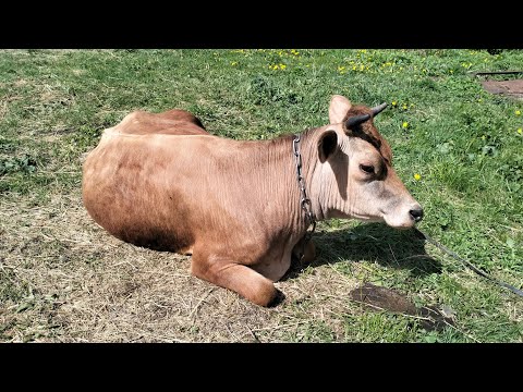 Видео: Ещё чу чуть и мы её потеряли// Построили загон за, 1т