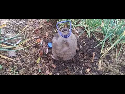 Видео: Посадка чеснока осенью  28 10 25