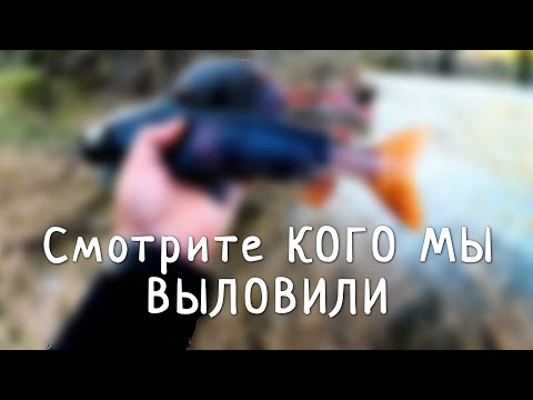 Видео: ЧТО ТЫ ТАКОЕ? НЕОБЪЯСНИМЫЙ УЛОВ В ГОРАХ АЛТАЯ/Трофеи забытой реки #2