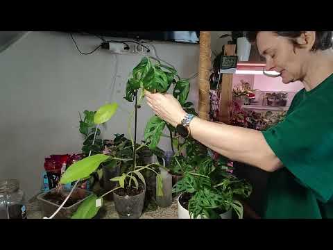 Видео: Филодендроны и монстера.