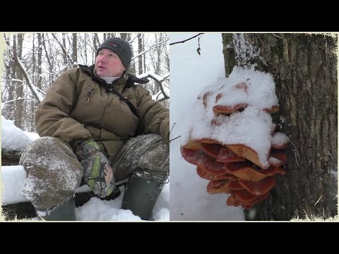 Видео: Ехал с рыбалки и зашёл в лес, А ТАМ ГРИБЫ В ДЕКАБРЕ!!! Так пришлось набрать грибов!