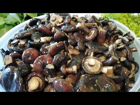 Видео: Солим👍чёрные грузди🍄 горячим способом💥С укропом, чесноком🌿Хрустящие, ароматные💯Очень вкусные ✍️