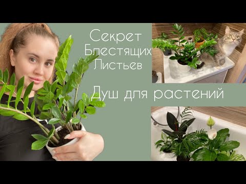 Видео: Уход за растениями|Душ|Удобрения