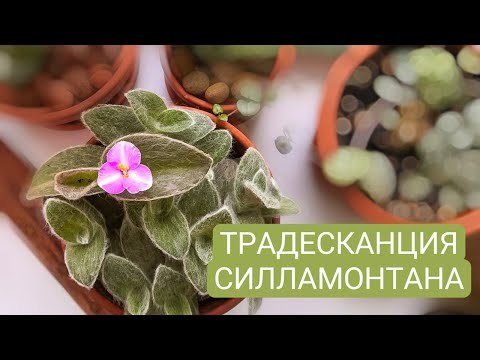 Видео: ЦВЕТОЧНЫЙ ВЛОГ: переукореняю традесканцию силламонтану