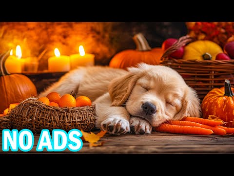 Видео: 12 часов музыки для спасения и исцеления собак🐕‍🦺🐾 Музыка эмоциональной поддержки для собак и снятия