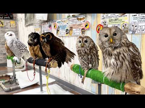 Видео: Специальное совиное кафе в Японии! |  Совиный парк Токио🦉