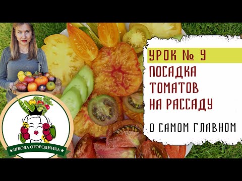 Видео: ПОСАДКА ПОМИДОР НА РАССАДУ