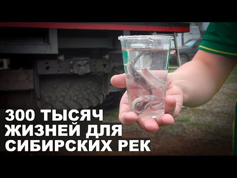 Видео: 300 тысяч жизней для сибирских рек. Экологическая программа «Сибзолото»