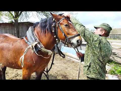 Видео: ЛОШАДИ/ЗАПРЯГАЕМ КОБЫЛУ ЗОРЬКУ В ТЕЛЕГУ