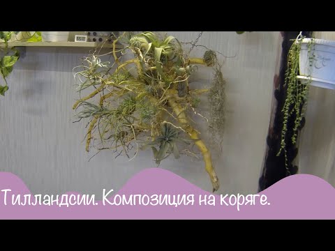Видео: Обзор цветов. Атмосферные тилландсии на коряге.