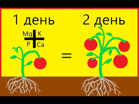 Видео: Влияние макро- и микроэлементов на урожай.
