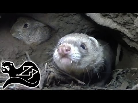 Видео: Охотник в тоннеле - Хорек на охоте за кроликами 15