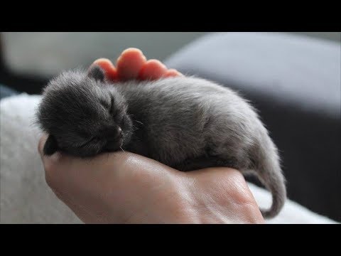 Видео: Они думали что спасли милого серого котёнка, но затем его окрас полностью поменялся