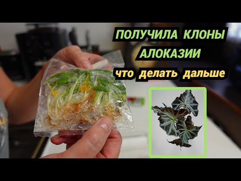 Видео: Получила клоны алоказии 🌱 Адаптация☝Какие клоны из Таиланда выжили