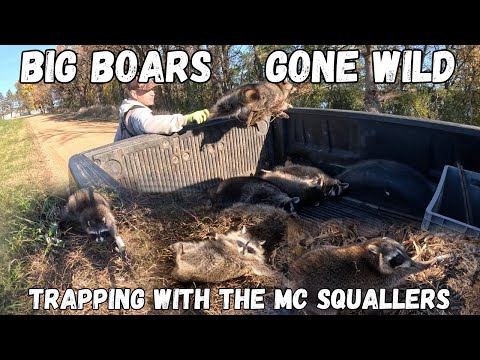 Видео: ОТЛОВ МИННЕСОТСКИХ МОНСТРОВ-ЕНОТОВ! #mcsquallers #отлов #наприроде #охота