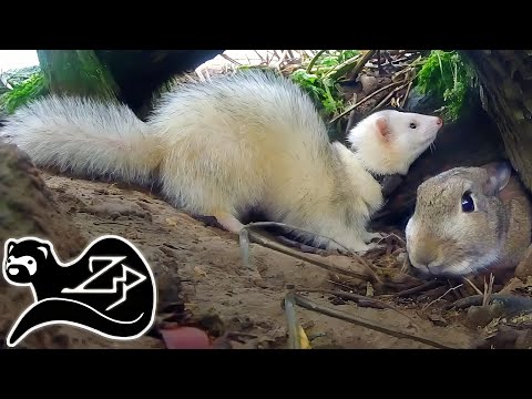 Видео: Хорьки защищают урожай - Кроличьи лабиринты - Хорек на охоте за кроликами 23
