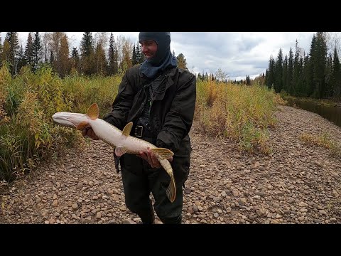 Видео: ПОРОГ пройден, река КИПИТ от зубастых ХИЩНИКОВ, нашли ИЗБУ, охотимся на УТОК, Щука, Ленок, Хариус...