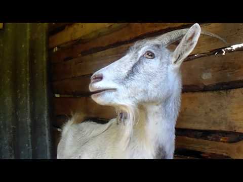 Видео: Признаки окота у козы. Поведение козы перед окотом. Как понять, что коза рожает