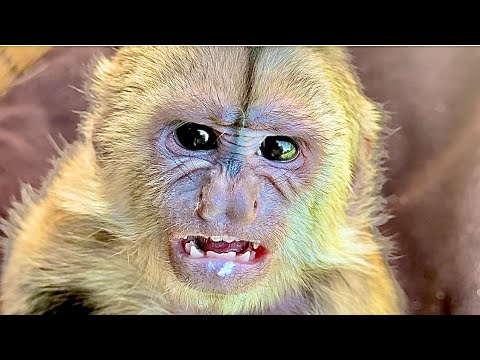 Видео: Вы только посмотрите , у Финика сегодня утро не задалось и он прямо рычит на меня)))