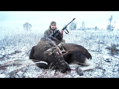 Видео: ОХОТА НА ЛОСЯ ПО ПЕРВОМУ СНЕГУ В ОДИНОЧКУ. ОХОТА СО СТАРЫМ КАРАБИНОМ.