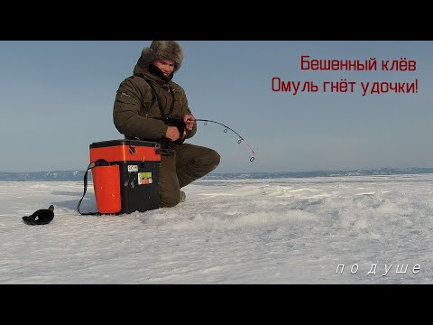 Видео: Рыбалка на глубинного омуля!!! Вот это клёв! Гнёт удочки!!!