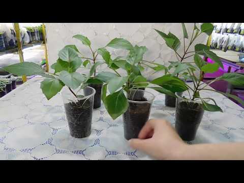 Видео: 🌹🌹🌹РАССАДА ГЕОРГИНОВ ! ЛЁГКИЙ И ПРОСТОЙ СПОСОБ ВЫРАЩИВАНИЯ ИЗ СЕМЯН !