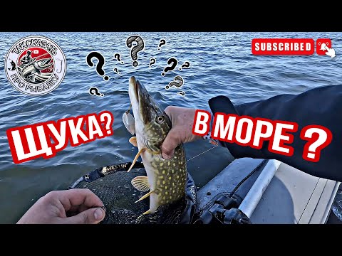 Видео: ЩУКА В СОЛЕНОЙ ВОДЕ ? ДА КАК ЭТО ВОЗМОЖНО ? РЫБАЛКА С НОЧЕВКОЙ .