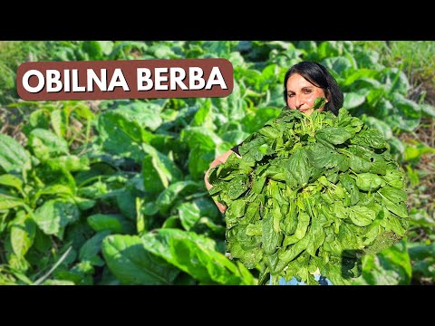 Видео: 3 условия УСПЕШНОГО выращивания шпината