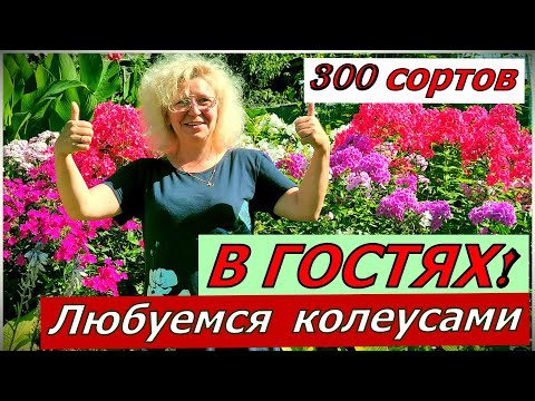 Видео: Все 300 сортов КОЛЕУСОВ она знает в лицо. В гостях у гостепримной Ольги