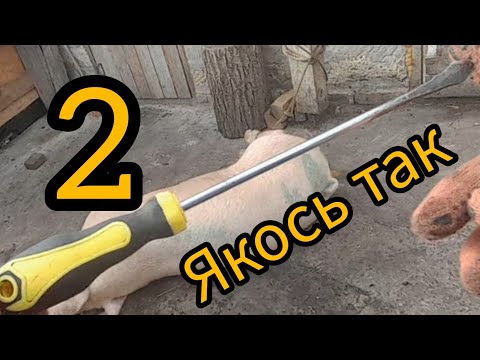 Видео: ТИХЕСЕНЬКО СВИНКА 170 КГ ТІЛЬКИ ПОЧУХАЛИ