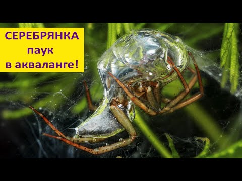 Видео: Серебрянка: как живёт подводный паук?