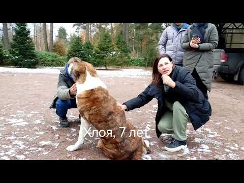 Видео: Как выглядит экскурсия в питомнике САО "" УСАДЬБА КАРХУЛА ""
