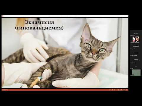 Видео: 21.06.22  "Что такое эклампсия. Причины и методы профилактики"