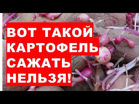 Видео: Вот такой картофель нельзя сажать в землю!