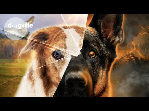 Видео: ИСТОРИЯ РАЗВИТИЯ КИНОЛОГИИ — Видеолекция