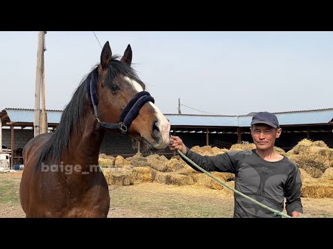 Видео: "Айгырлар" беру́усу.8-чыгарылыш. Арышы арбын Буркут.