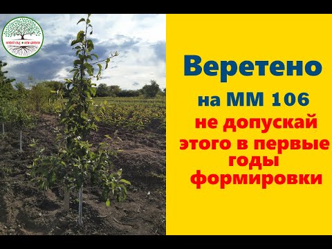 Видео: Обрезка яблони Веретеном на ММ 106. Не допускай этого в первые годы формировки.