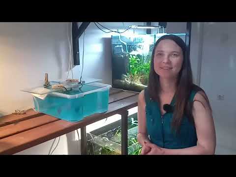 Видео: Что подтолкнуло торакатумов к нересту / догадка