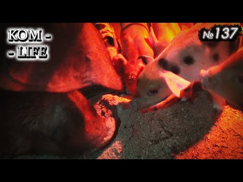 Видео: Секрет хорошего аппетита у поросят